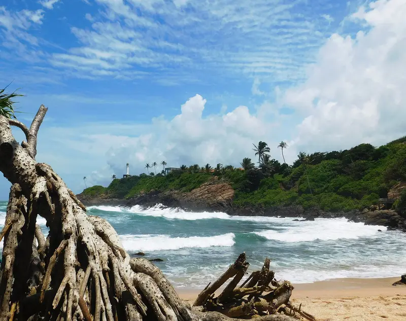 Palm trees and waves on the coast at Mirissa