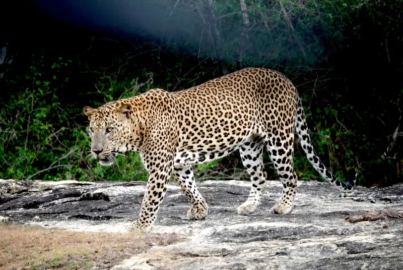 A Sri Lankan leopard walking across rocks