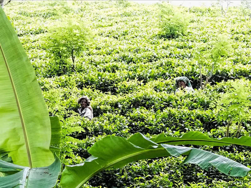 Close-up of fresh tea leaves on a tea bush