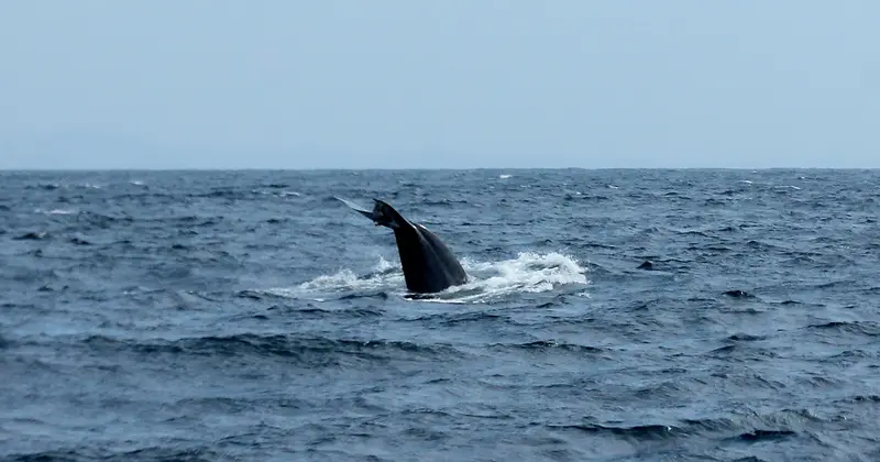 A whale's tail rising from the sea off Sri Lanka